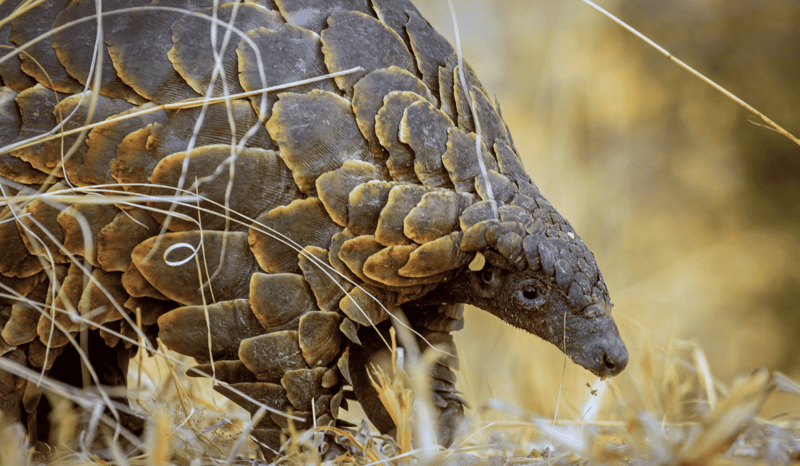 A pangolin in the grasses in the wild.