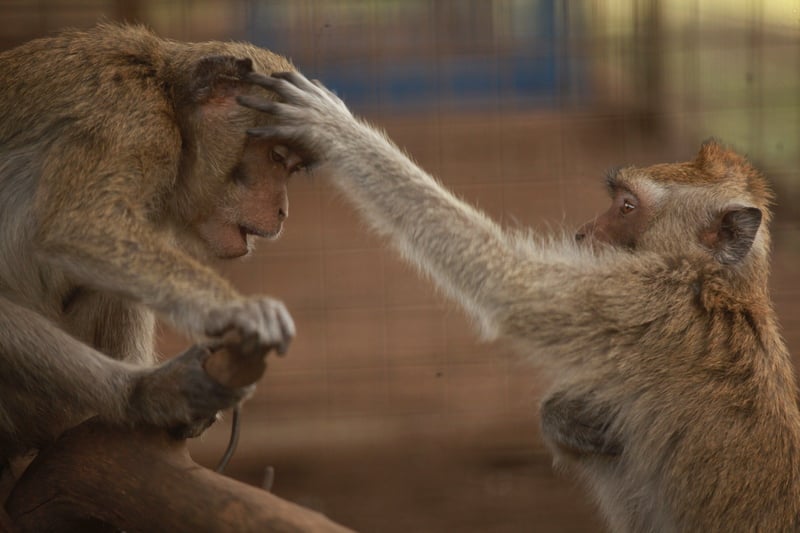 Monkeys rescued from a dancing monkey operation in Indonesia socializing with one another.