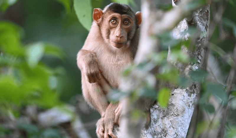 A macaque resting on a tree branch in the wild.