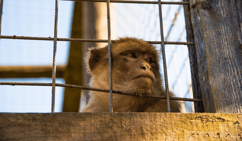 A small monkey in a cage, looking dejected.