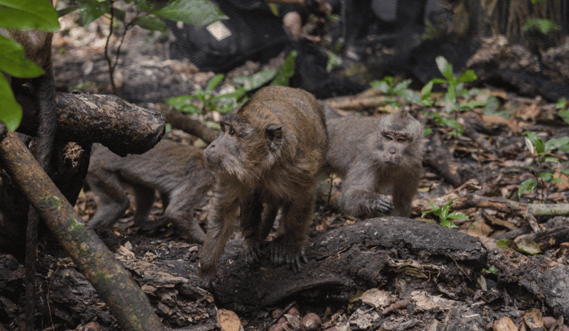 Dancing monkeys first steps in the wild after release.