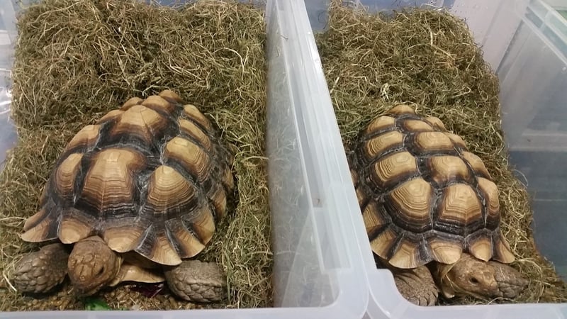 Turtles being sold in boxes at a pet expo.