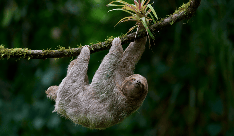 A sloth hanging on a branch in the jungle of Costa Rica.