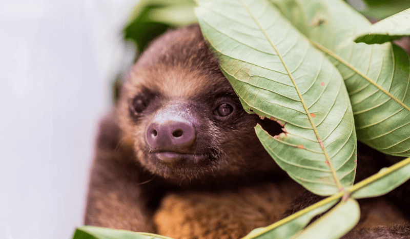 A close-up of a sloth resting next to some leaves.