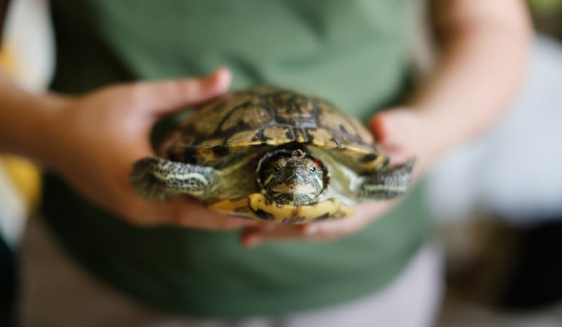 A child holding a red-eared slider turtle.