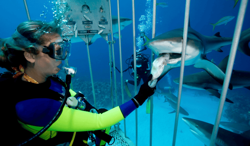 A scuba diver tourist feeding a shark in the ocean.