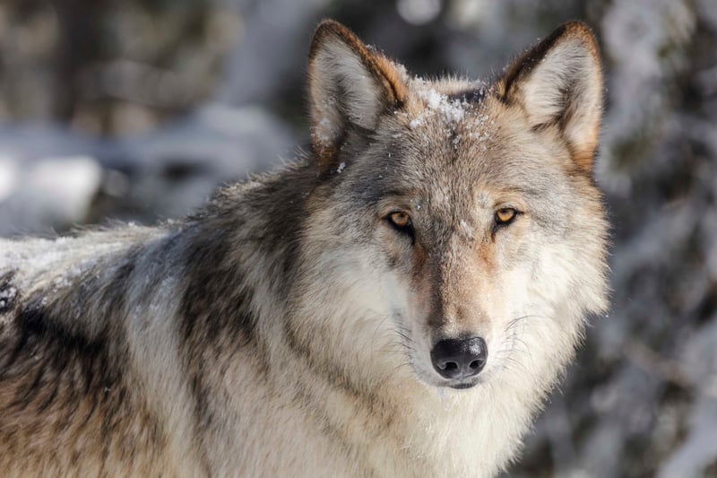 A wolf in Yellowstone National Park.