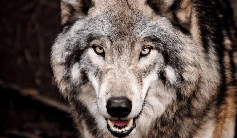 A close-up of a grey wolf with their mouth slightly ajar.