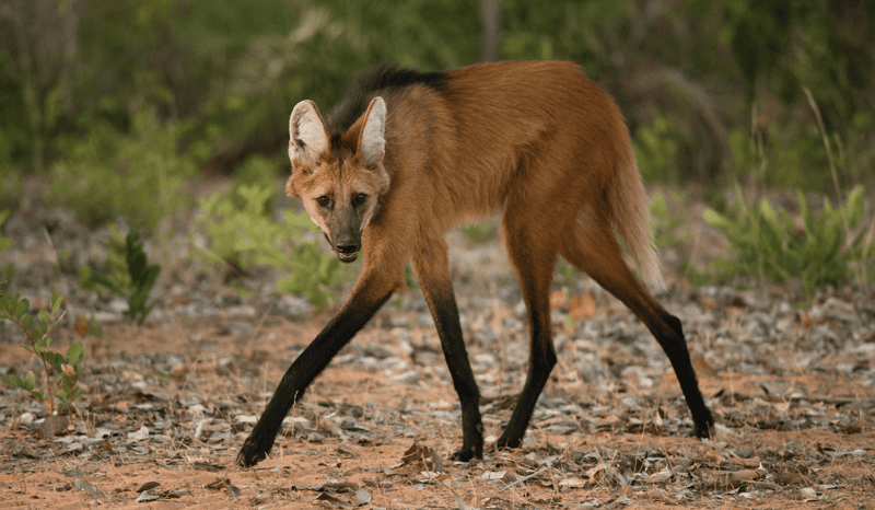A maned wolf walking in the wild.