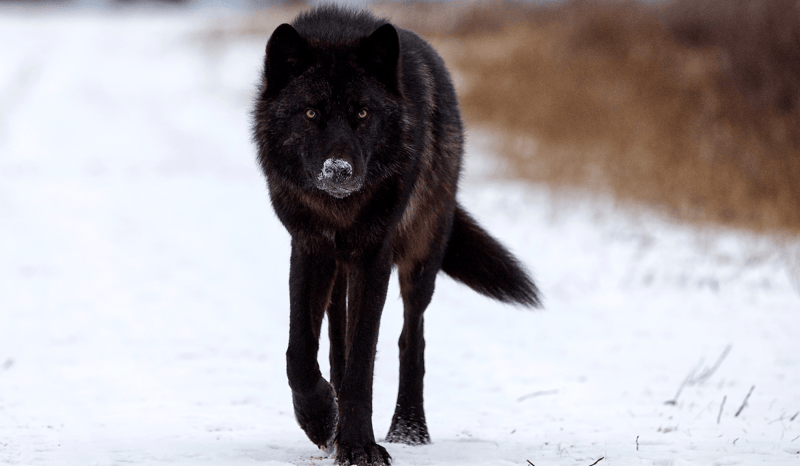 A black wolf walking through the snow in the wild.