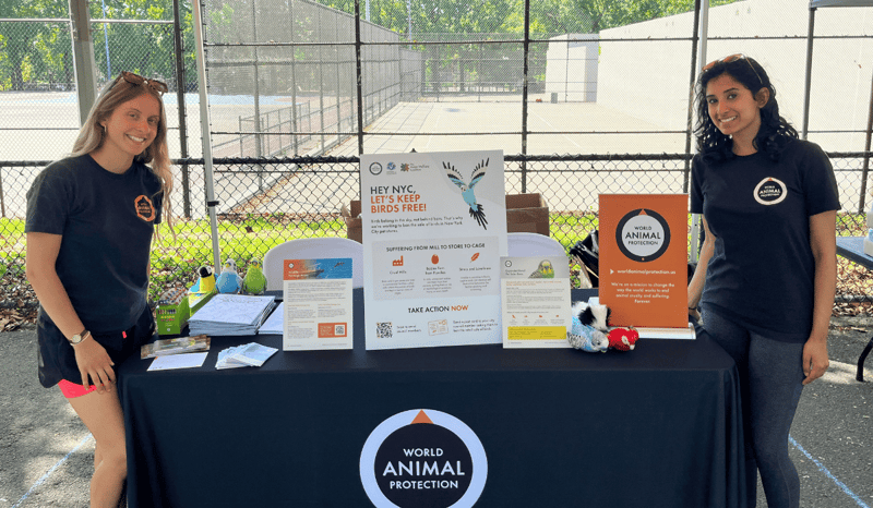 World Animal Protection tabling at Black Vegfest 2025.