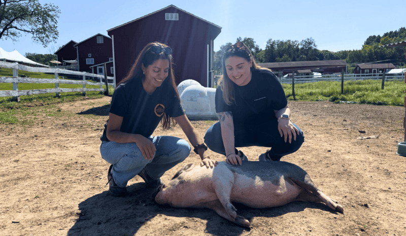 World Animal Protection team members Nicole Barrantes and Kara King at Tamerlaine Farm Sanctuary & Preserve, petting a pig who is lying on the grass.