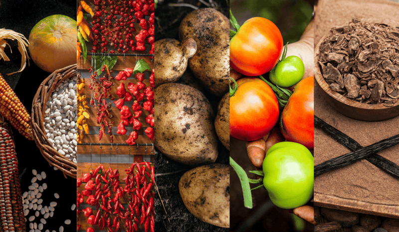 A collage of "The Magic Eight" Indigenous ingredients.