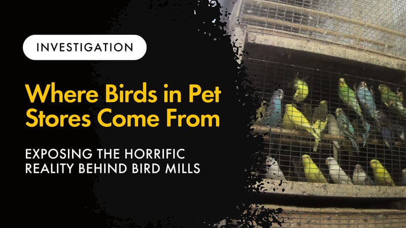 A photo of birds in a bird mill with text overlayed that says "Investigation: Where Birds in Pet Stores Come From - Exposing the Horrific Reality Behind Birds Sold in Stores"