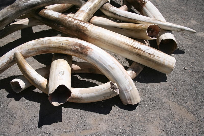 A pile of elephant tusks.