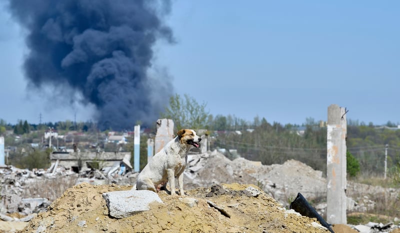 A dog sitting amongst rubble in a war-torn region.