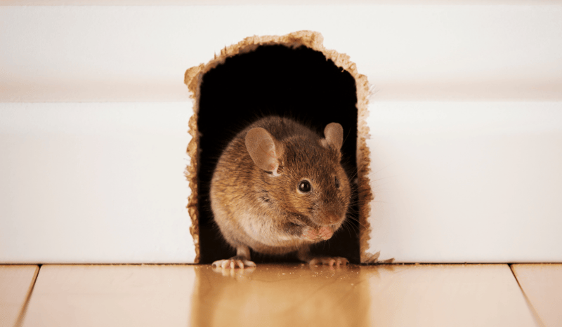 A mouse creeping through a hole in the wall.