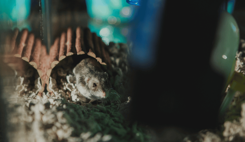 A hamster in a dark cage.