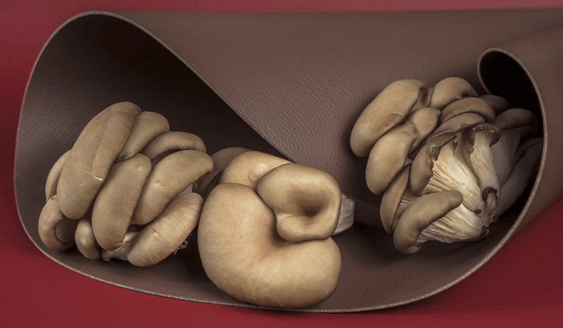 Vegan leather made of mushrooms.