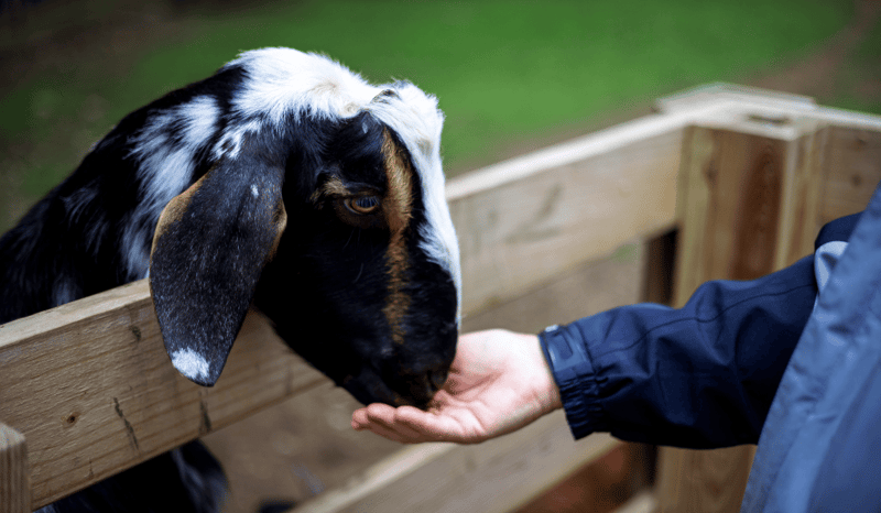 A child petting a goat at a petting zoo.