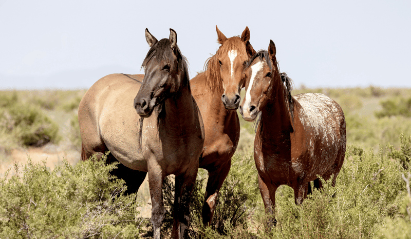 Three wild horses in the grass.