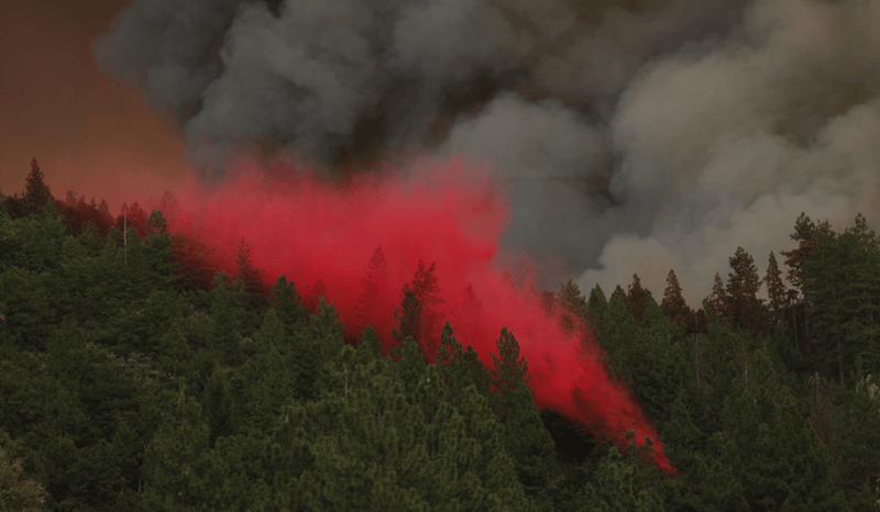 A wildfire blazing through a forest.