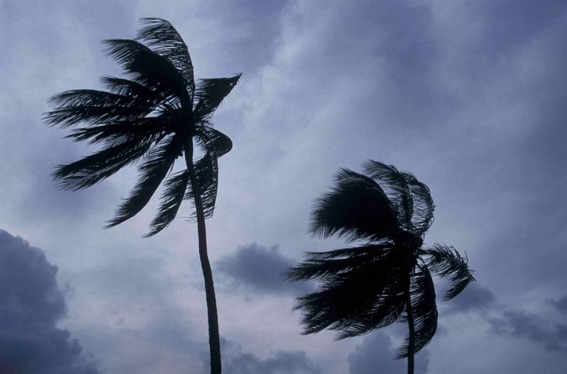 Palm trees in a hurricane.