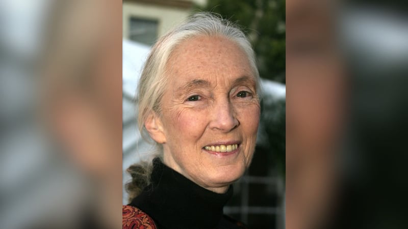 Jane Goodall