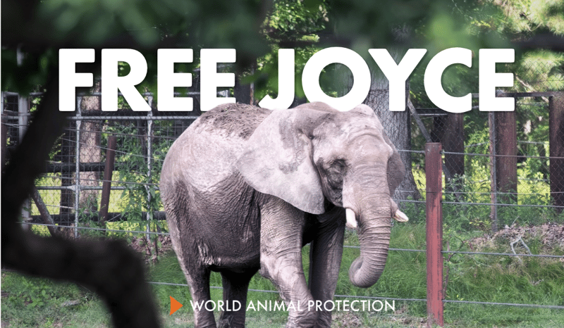 Joyce the elephant with the text FREE JOYCE overlaid.