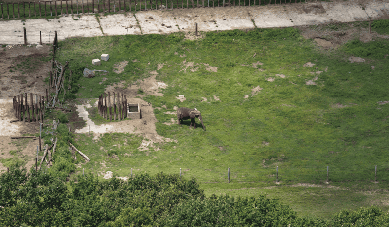 Aerial drone footage of Joyce the elephant in her enclosure at Six Flags.