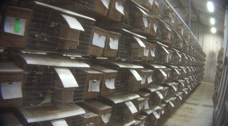 Bird mill investigation - a photo of crowded dirty cages housing birds.