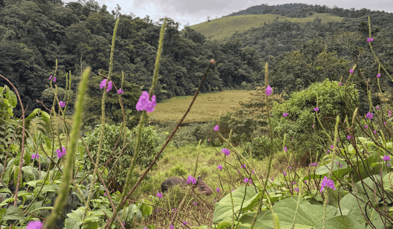 View of Tapir Valley with a tapir visible behind the flowers.