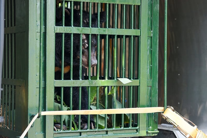 Chinh the bear in a crate during rescue.