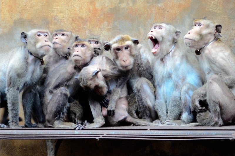 Monkeys huddled together in captivity.