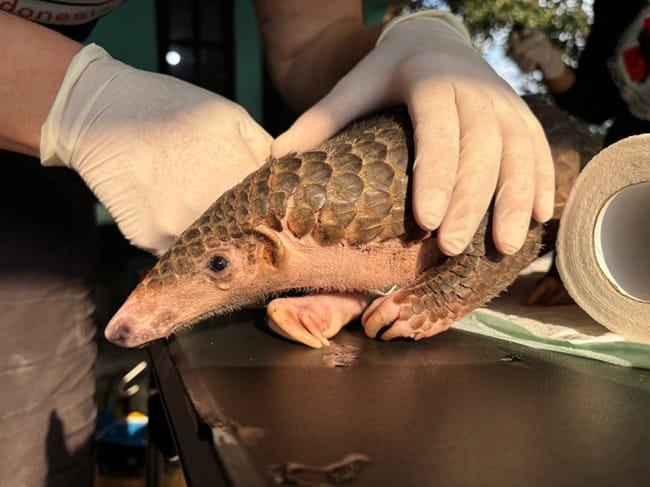 Amba the pangolin being rehabilitated.