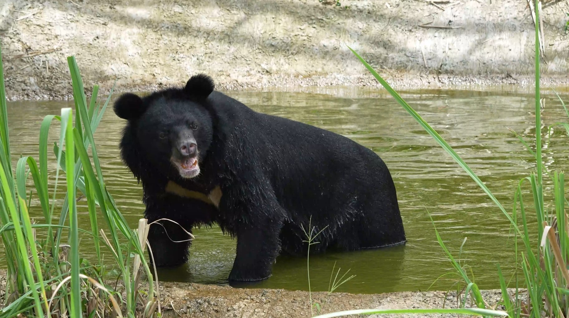 Chinh the black bear at Four Paws Sanctuary.