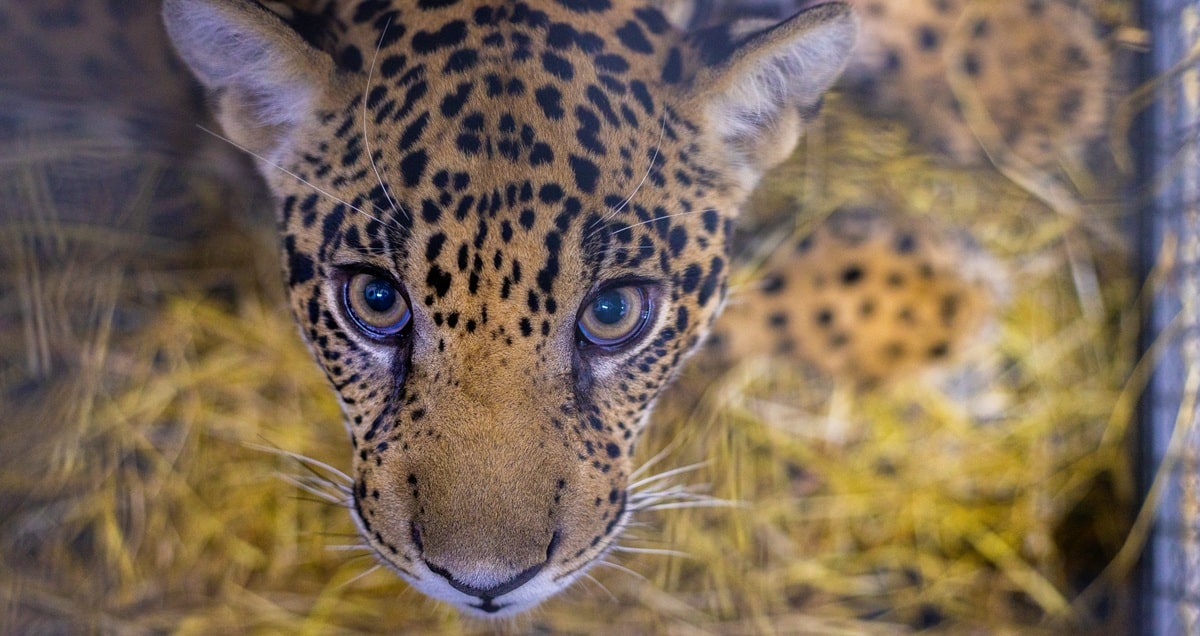 Xama the jaguar being rescued and released back into the wild.