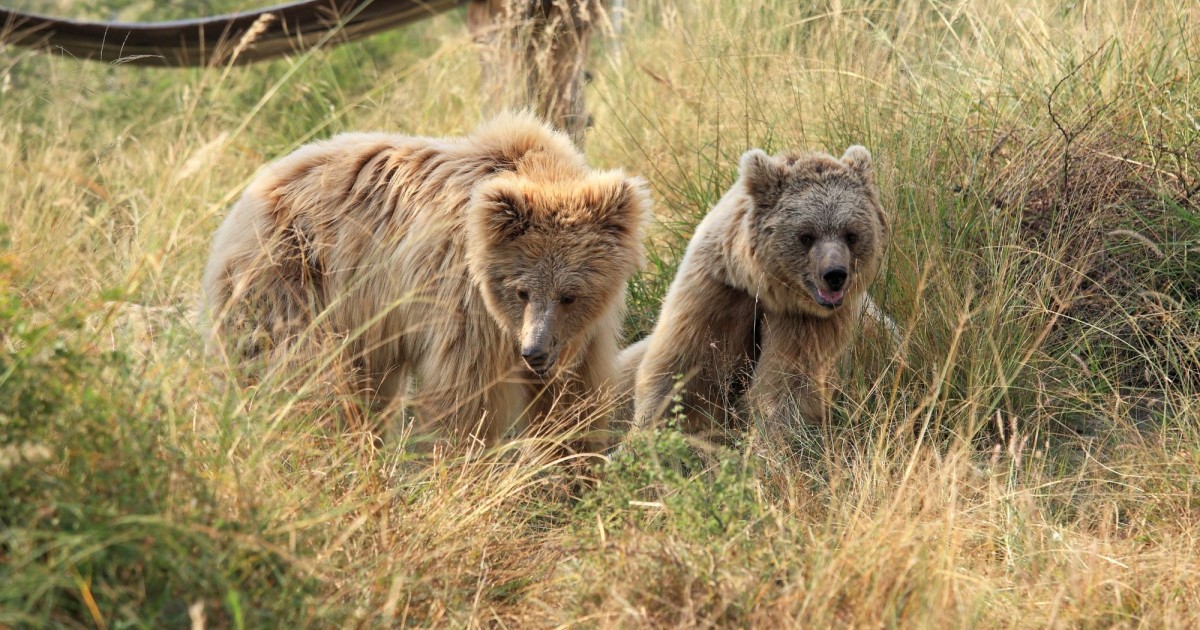 Protecting Bears for 30 Years and Counting