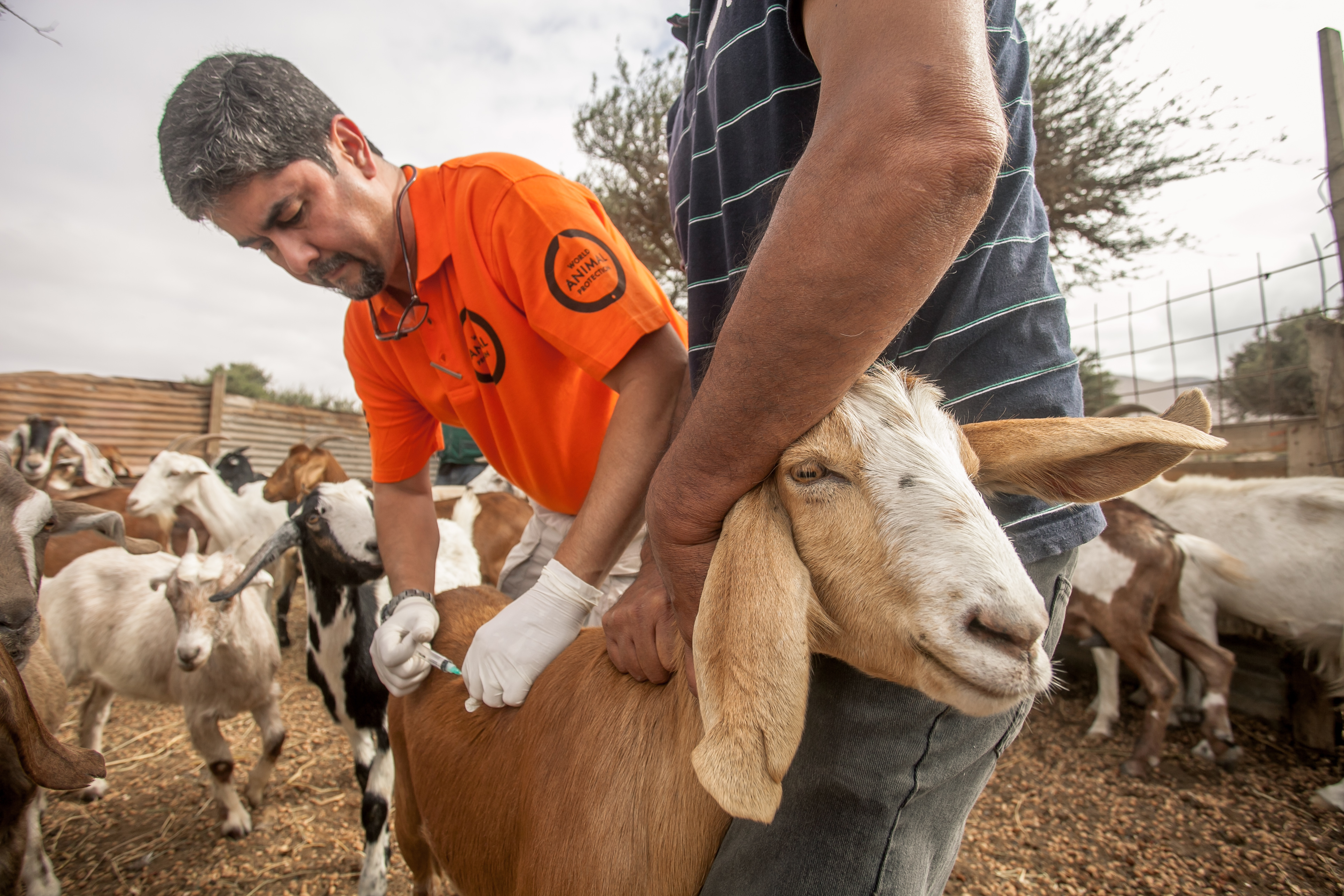 Helping Animals after Devastating Floods and Landslides in Chile