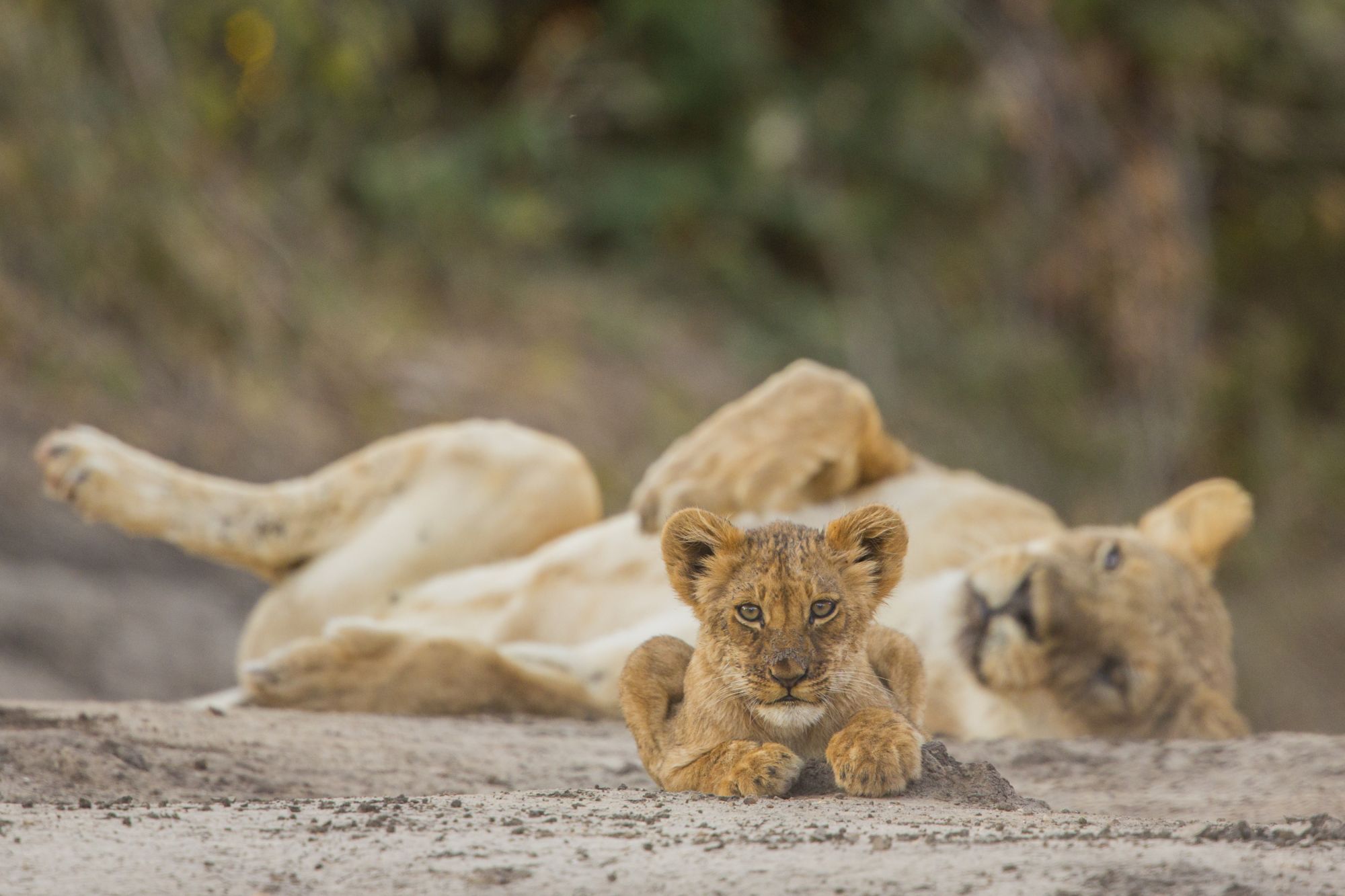 Wild Lioness Lying with Kids. an Animals on the Green Grass. Savannah  Wildlife Stock Image - Image of male, lioness: 192413281, image size:2000x1333
