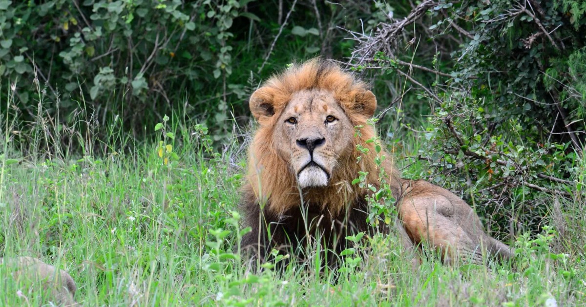 Five Years Later Remembering Cecil The Lion