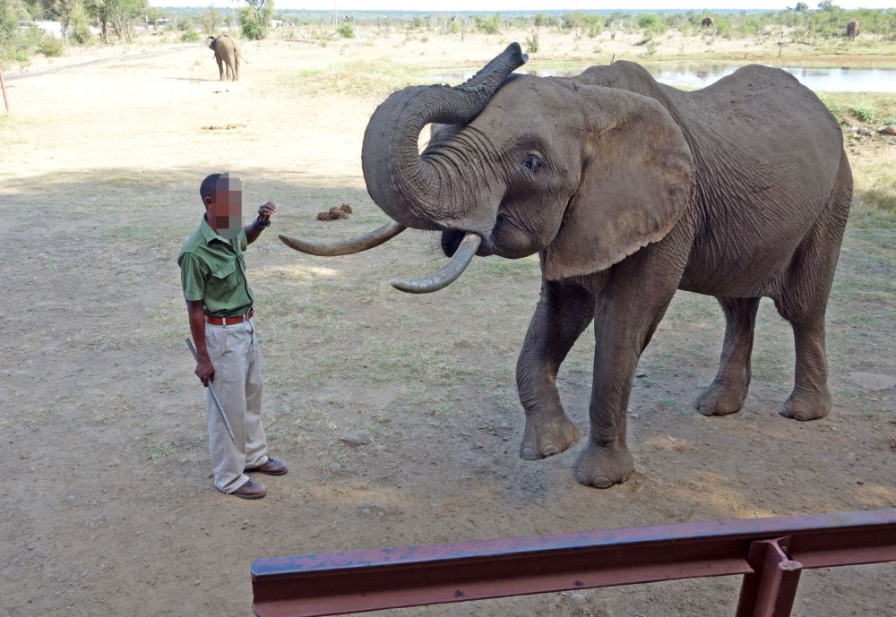CITES: Ban on Sending Wild African Baby Elephants to Zoos and Circuses