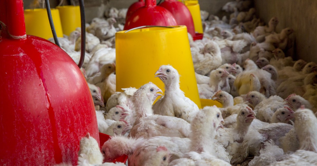 The Truth About Chlorinated Chicken