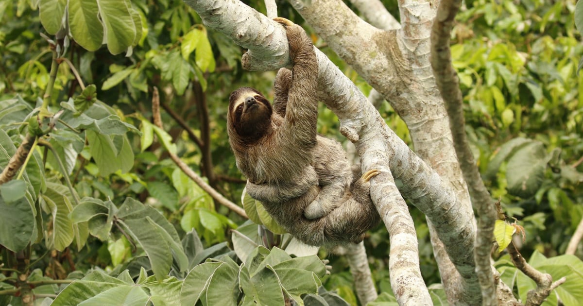 Why That Sloth Experience Actually Harms Sloths