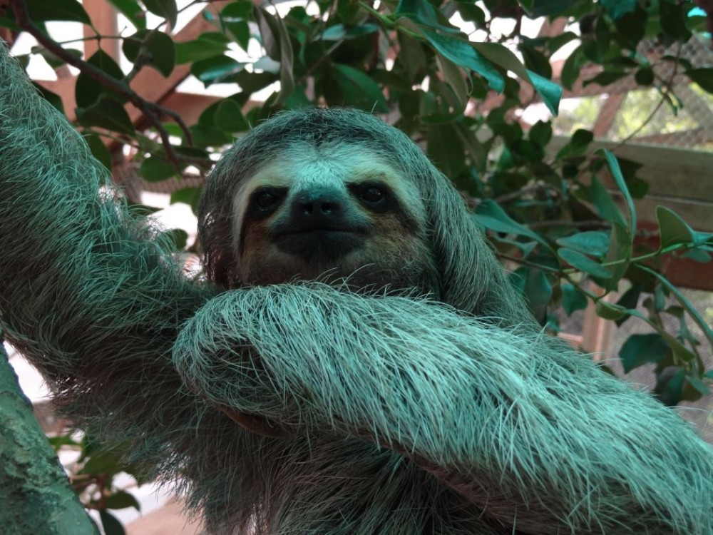 10 Facts About Sloths