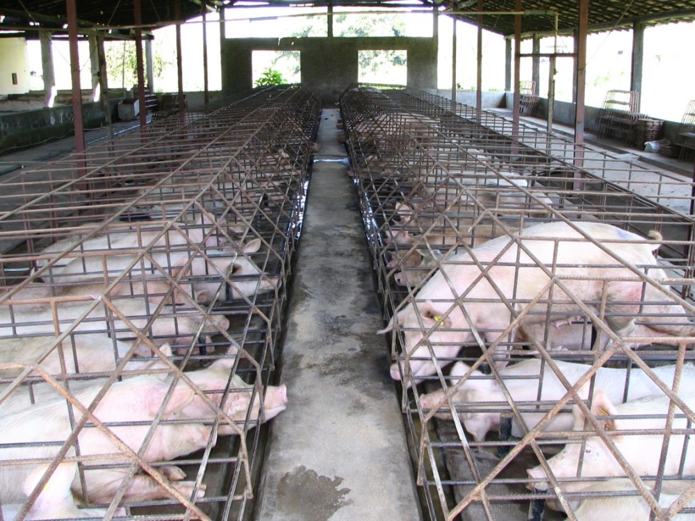 9 Animal Cruelty Facts and What You Can Do to Change the Statistics