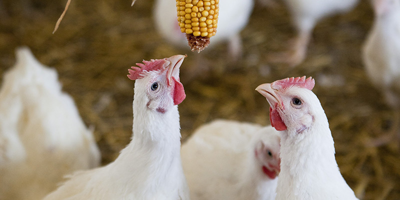 9 Reasons to Starting Eating Less Chicken