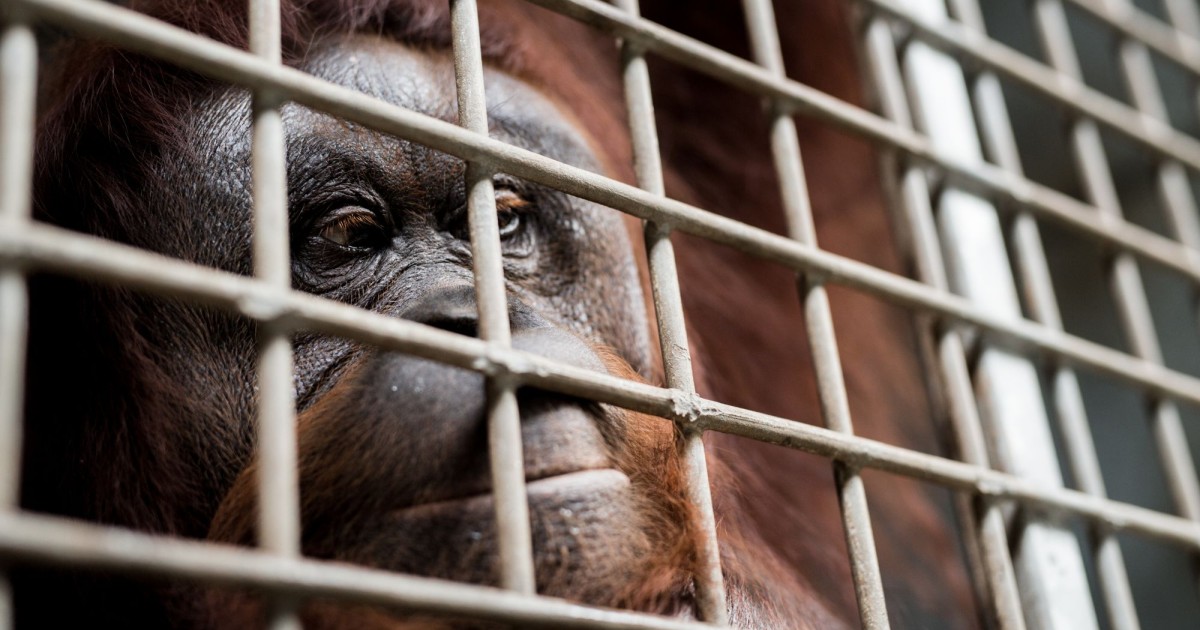 9 Animal Cruelty Facts and What You Can Do to Change the Statistics