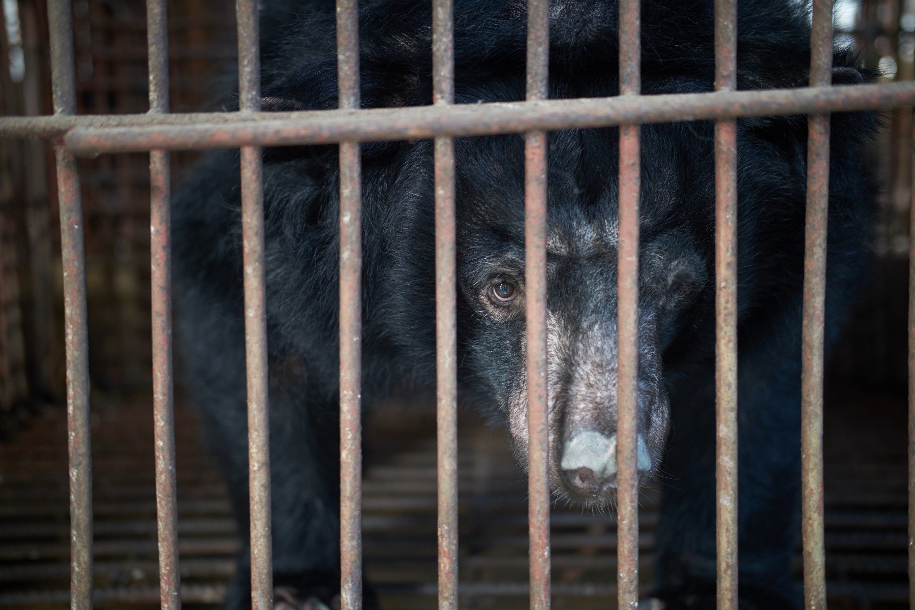Bear in cage for bear bile.