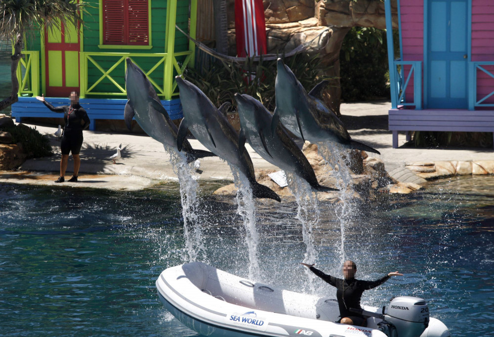Drop 'Breakdancing Dolphin' Venue from Top Zoo Listings, Says Charity